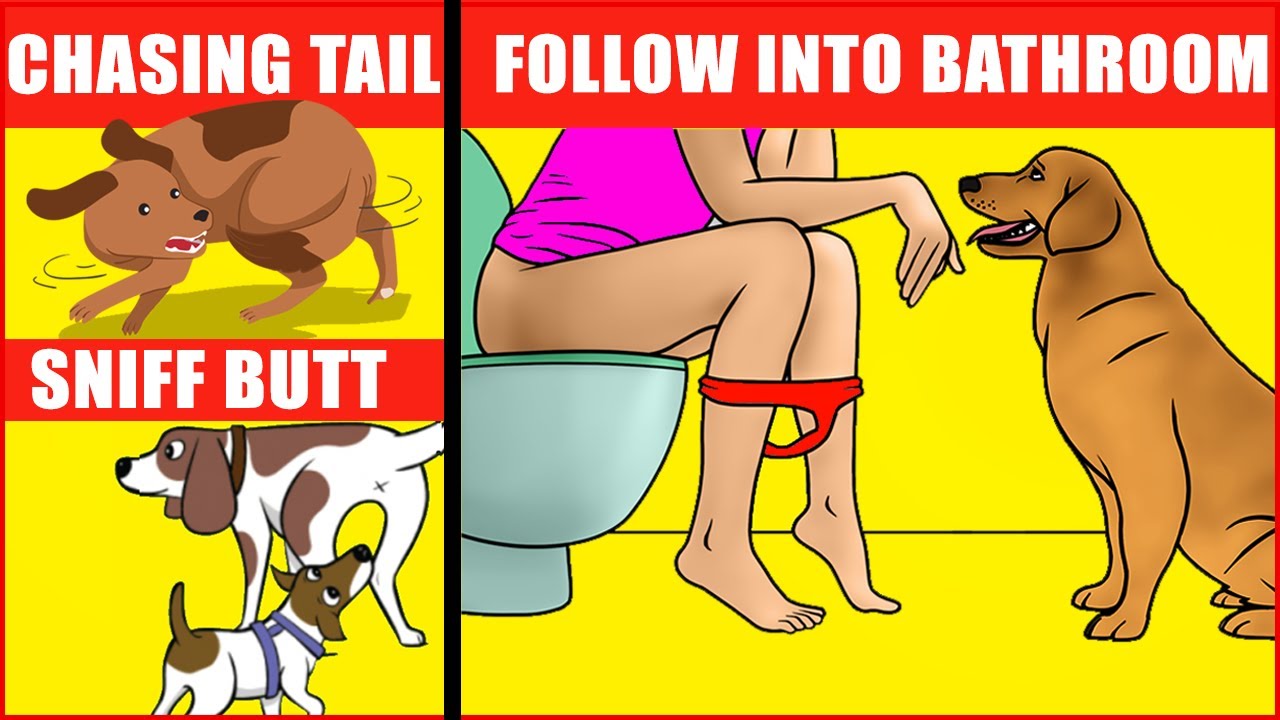 Why Dogs Follow You Everywhere and 14 Other Dog Behaviors Explained