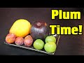 Plum