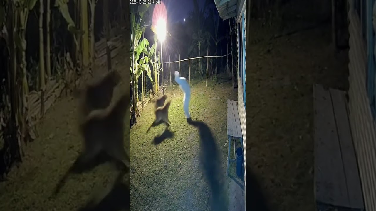 KOCAK Pocong di kejar Anjing🤣 #horror #pocong #ngakak #comedy #reels #viral