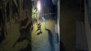 Download lagu KOCAK Pocong di kejar Anjing🤣 #horror #pocong #ngakak #comedy #reels #viral mp3