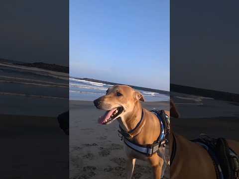 Beach outing #labrador #dog #shorts