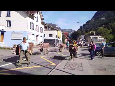 Alpabfahrt Schwellaui Pragelpass Muotathal 25  9  2021