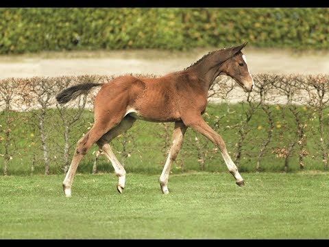 Nr. 7 | Hengstfohlen v. Cash and Carry - Cassini I