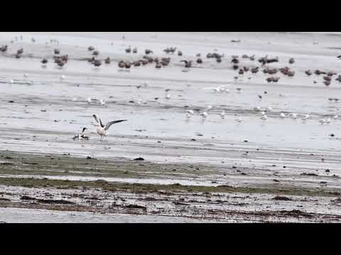 Cruel Nature - Great Black-backed Gull and Shelduck