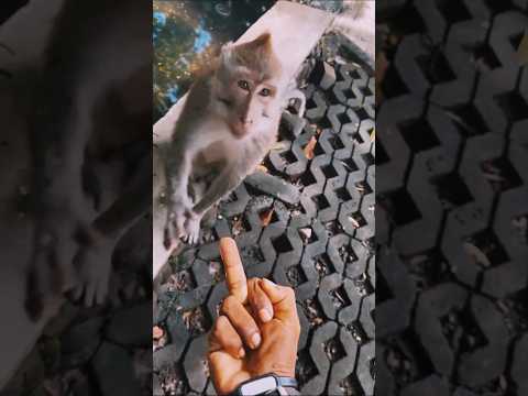 Bebe Mono BonBon Desayuna y Cosecha Frutas y Nada con Mejores Amigos - MONO BONBON ESP