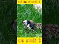 geoffery's marmosets#animals #marmosetmonkey #marmoset #short #wildcircle10x #youtubeshorts