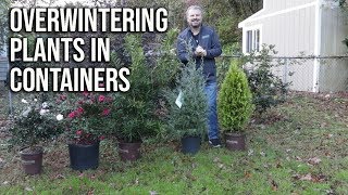 How to Winter Protect Plants in Containers