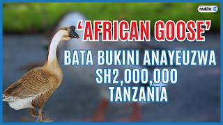 Mfahamu ‘African Goose’ bata mwenye kilo 14 anayeuzwa Sh2 milioni