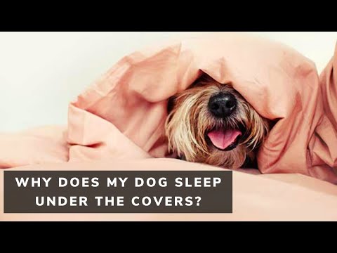 YouTube video about: Should I cover my dog with a blanket at night?