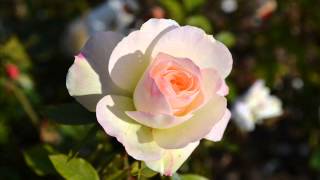 Nélida Puig  Creer  Tango