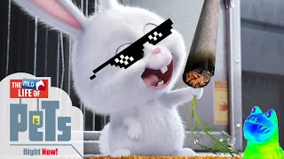 YTP SECRET LIFE OF PETS! [Read Desc]