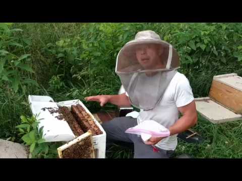 🔵 How to make Queens with a 5 frame Nuc Part 1