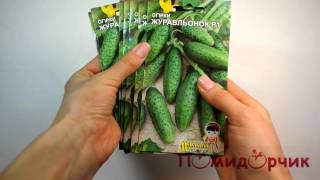 Огурец Журавленок: отзывы, описание сорта, фото, видео, характеристики