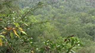 preview picture of video 'Falls Branch & Grand Gap Loop Trails, Leatherwood District, Big South Fork Recreation Area, TN'