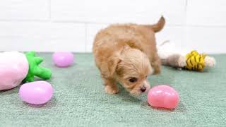 ハーフ犬の動画01