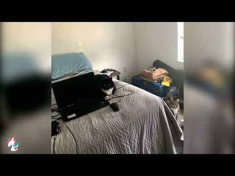 Kamisha - Champion Music (prod. Kamisha)