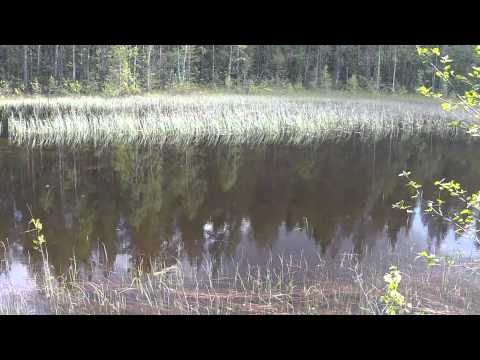 Big perch 2 / Suur ahven 2