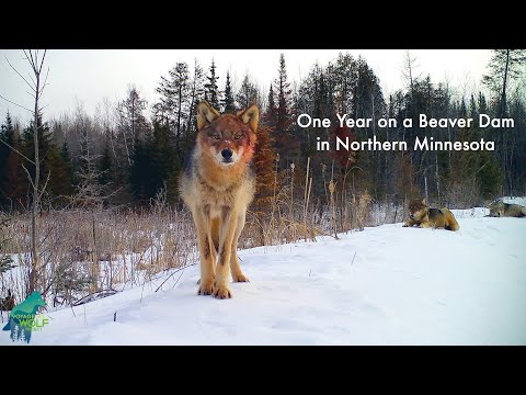 One year on a beaver pond in northern Minnesota