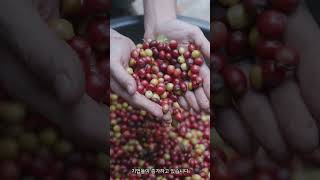 채용 구조의 변화 #네이버 #https #역사바로잡기#채용#