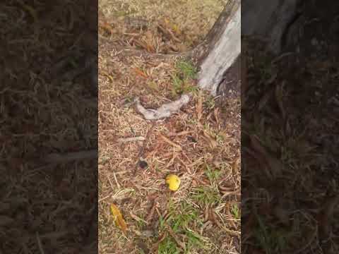  PÉ DE MANGAS. NA AVENIDA FILADÉLFIA  EM  ARAGUAINA - TOCANTINS 