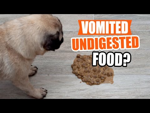 WHY has my DOG VOMITED UNDIGESTED food?🐶