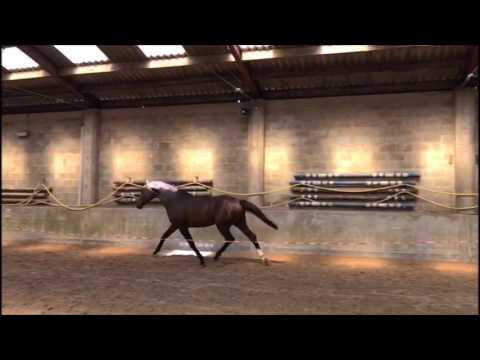 **SOLD TO ENGLAND**  3y old stallion by  Cormint x chin chin **Grandprix Prospect**