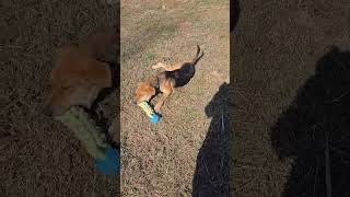 Video preview image #1 Mutt Puppy For Sale in Woodbury, NY, USA
