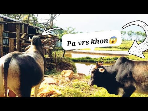 Jrah (77) wow Rembait (77)