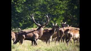 preview picture of video 'Dyrehaven - Jægersborg Dyrehave - Red deer rutting season'