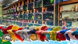 Betta Fish Unboxing. 1 DOA Betta :( 1 lives from being out of water!