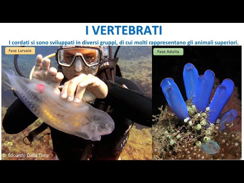 GLI ANIMALI VERTEBRATI