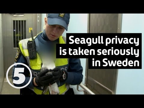 Tunnelbanan | Fånga fiskmåsen! Catch the seagull!