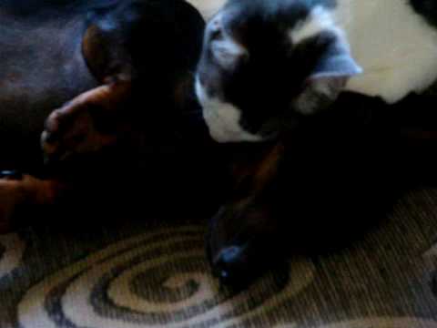 Interspecial Romance; When a Cat loves a Dog