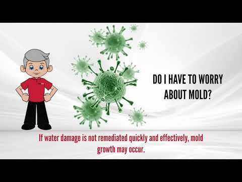 11. Do You Have To Worry About Mold? thumbnail