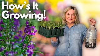 Seedling Success, Fails & My Gnat Fix! (Full February Update)