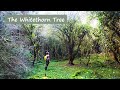 Dark Tales | Irish Folklore | The Whitethorn Tree (Christmas Special)