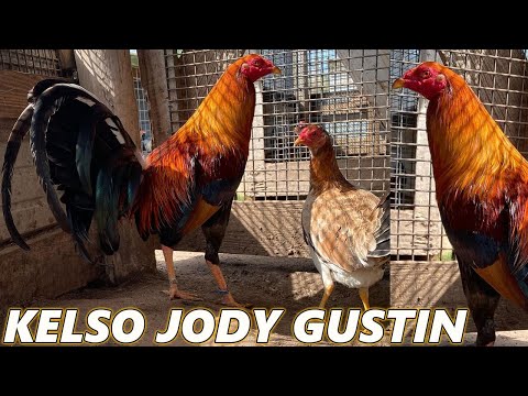 Beautiful Birds Penny Kelso Jody Gustin Farm Visit