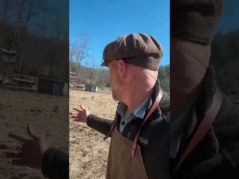 Winter Homestead Beef: Raising Your Own, Not Buying