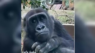 Download lagu Kingkong aneh versi onder sepot, kata baba mp3 Download lagu Kingkong aneh versi onder sepot, kata baba mp3