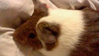 Saosin - I have become what I always hated