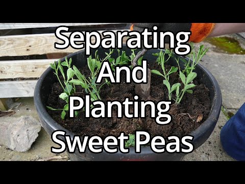 How To Plant And Pinch Back Sweet Peas (With Time Lapse)