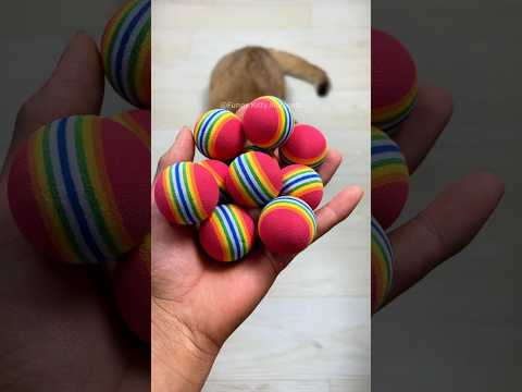 Rainbow ball 🌈🌈Funny Cat Reverse Video #catvideos #cat #relievestress #reversevideos #satisfying