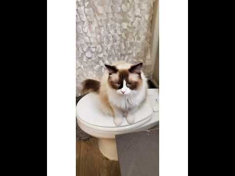 Crystal the Pet Nanny. LLC video.