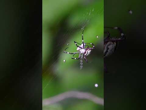 Orb weaver spider, cooking, packing and storing food for the family. #spider