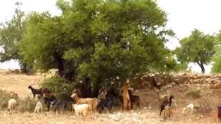 preview picture of video '24102011 Goats in argan tree.'