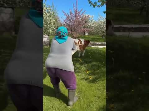 Бабця вела теля на пасовище, та щось пішло не так 😂🐄👵 #Funny #Fail #Calf