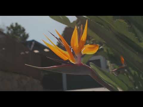 Video for 46 Elsie Street, Banora Point  NSW  2486