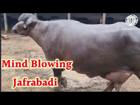 Top 20 Superior Quality Jafrabadi Buffalo Available For Sale 👍Milk Cap.- 20 To 25 Ltr 📳7567232323