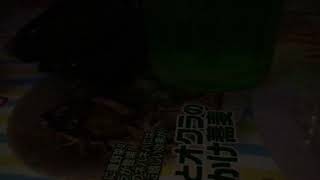 12月のひまわり   Aqua Timez