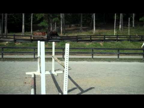 Misty Jumping in Arena